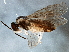  ( - BIOUG05176-D09)  @13 [ ] CreativeCommons - Attribution (2014) CBG Photography Group Centre for Biodiversity Genomics