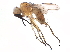  (Sciomyza dryomyzina - BIOUG05755-A02)  @15 [ ] CreativeCommons - Attribution (2015) CBG Photography Group Centre for Biodiversity Genomics
