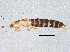  ( - BIOUG06015-A11)  @13 [ ] CreativeCommons - Attribution (2014) CBG Photography Group Centre for Biodiversity Genomics
