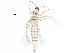  ( - BIOUG06015-B12)  @14 [ ] CreativeCommons - Attribution (2015) CBG Photography Group Centre for Biodiversity Genomics