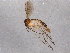  (Exechia pseudofestiva - BIOUG06308-C11)  @13 [ ] CreativeCommons - Attribution (2014) CBG Photography Group Centre for Biodiversity Genomics