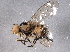  ( - BIOUG06431-B07)  @12 [ ] CreativeCommons - Attribution (2014) CBG Photography Group Centre for Biodiversity Genomics