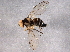  ( - BIOUG06431-C08)  @13 [ ] CreativeCommons - Attribution (2014) CBG Photography Group Centre for Biodiversity Genomics