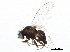  (Cerodontha angulata - BIOUG06652-D03)  @14 [ ] CreativeCommons - Attribution (2015) CBG Photography Group Centre for Biodiversity Genomics