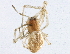  ( - BIOUG07602-D10)  @13 [ ] CreativeCommons - Attribution (2014) CBG Photography Group Centre for Biodiversity Genomics