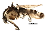  ( - BIOUG13627-H08)  @13 [ ] CreativeCommons - Attribution (2015) CBG Photography Group Centre for Biodiversity Genomics