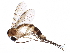  ( - BIOUG13822-A11)  @14 [ ] CreativeCommons - Attribution (2015) CBG Photography Group Centre for Biodiversity Genomics