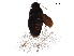  ( - BIOUG13834-B05)  @13 [ ] CreativeCommons - Attribution (2017) CBG Photography Group Centre for Biodiversity Genomics