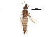  (Thrips validus - BIOUG13690-D10)  @15 [ ] CreativeCommons - Attribution (2015) CBG Photography Group Centre for Biodiversity Genomics