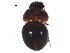  ( - BIOUG13753-B12)  @13 [ ] CreativeCommons - Attribution (2015) CBG Photography Group Centre for Biodiversity Genomics