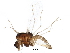  (Thienemanniella - BIOUG14745-G01)  @14 [ ] CreativeCommons - Attribution (2016) CBG Photography Group Centre for Biodiversity Genomics