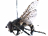  ( - BIOUG14746-G03)  @11 [ ] CreativeCommons - Attribution (2016) CBG Photography Group Centre for Biodiversity Genomics
