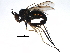  (Dolichopus adultus - BIOUG14004-H05)  @14 [ ] CreativeCommons - Attribution (2016) CBG Photography Group Centre for Biodiversity Genomics