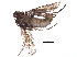  ( - BIOUG14175-C04)  @13 [ ] CreativeCommons - Attribution (2015) CBG Photography Group Centre for Biodiversity Genomics