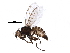  (Phytomyza nigritula - BIOUG14430-G07)  @15 [ ] CreativeCommons - Attribution (2016) CBG Photography Group Centre for Biodiversity Genomics