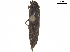  ( - BIOUG14446-E04)  @11 [ ] CreativeCommons - Attribution (2019) CBG Photography Group Centre for Biodiversity Genomics