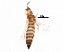 (Thrips discolor - BIOUG14510-G04)  @14 [ ] CreativeCommons - Attribution (2015) CBG Photography Group Centre for Biodiversity Genomics