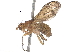  ( - BIOUG14529-A09)  @14 [ ] CreativeCommons - Attribution (2016) CBG Photography Group Centre for Biodiversity Genomics