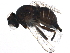  ( - BIOUG14637-F01)  @13 [ ] CreativeCommons - Attribution (2015) CBG Photography Group Centre for Biodiversity Genomics