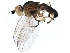  (Cerodontha gracilis - BIOUG14637-G07)  @14 [ ] CreativeCommons - Attribution (2015) CBG Photography Group Centre for Biodiversity Genomics