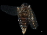  ( - BIOUG14927-A09)  @11 [ ] CreativeCommons - Attribution (2017) CBG Photography Group Centre for Biodiversity Genomics