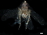  ( - BIOUG14927-F05)  @11 [ ] CreativeCommons - Attribution (2017) CBG Photography Group Centre for Biodiversity Genomics