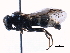  ( - BIOUG14958-G07)  @13 [ ] CreativeCommons - Attribution (2016) CBG Photography Group Centre for Biodiversity Genomics