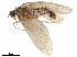  ( - BIOUG15057-D03)  @11 [ ] CreativeCommons - Attribution (2019) CBG Photography Group Centre for Biodiversity Genomics