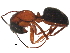  ( - BIOUG22698-C03)  @13 [ ] CreativeCommons - Attribution (2015) CBG Photography Group Centre for Biodiversity Genomics