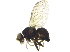  (Agromyza bispinata - BIOUG22859-G07)  @14 [ ] CreativeCommons - Attribution (2015) CBG Photography Group Centre for Biodiversity Genomics