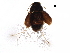  ( - BIOUG23675-G04)  @13 [ ] CreativeCommons - Attribution (2017) CBG Photography Group Centre for Biodiversity Genomics