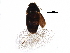  ( - BIOUG24345-H03)  @13 [ ] CreativeCommons - Attribution (2017) CBG Photography Group Centre for Biodiversity Genomics