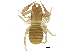  (Apochthonius - BIOUG24349-B09)  @14 [ ] CreativeCommons - Attribution (2015) CBG Photography Group Centre for Biodiversity Genomics