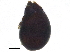  (Tenuiala - BIOUG24349-E01)  @13 [ ] CreativeCommons - Attribution (2015) CBG Photography Group Centre for Biodiversity Genomics