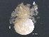  (Theridion leechi - BIOUG22738-E01)  @14 [ ] CreativeCommons - Attribution (2015) CBG Photography Group Centre for Biodiversity Genomics
