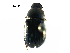  ( - BIOUG24966-D12)  @11 [ ] CreativeCommons - Attribution (2016) CBG Photography Group Centre for Biodiversity Genomics