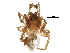  (Tapinocyba dietrichi - BIOUG26716-A04)  @15 [ ] CreativeCommons - Attribution (2016) CBG Photography Group Centre for Biodiversity Genomics
