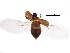  (Proteinus limbatus - BIOUG22207-A10)  @13 [ ] CreativeCommons - Attribution (2015) CBG Photography Group Centre for Biodiversity Genomics