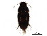  ( - BIOUG22207-B10)  @13 [ ] CreativeCommons - Attribution (2017) CBG Photography Group Centre for Biodiversity Genomics