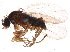  (Megaselia eccoptomera - BIOUG05167-G12)  @14 [ ] CreativeCommons - Attribution (2015) CBG Photography Group Centre for Biodiversity Genomics