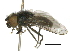  ( - BIOUG05234-D07)  @13 [ ] CreativeCommons - Attribution (2014) CBG Photography Group Centre for Biodiversity Genomics