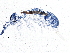  ( - BIOUG05290-A06)  @14 [ ] CreativeCommons - Attribution (2014) CBG Photography Group Centre for Biodiversity Genomics