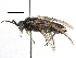  ( - BIOUG05235-H11)  @13 [ ] CreativeCommons - Attribution (2016) CBG Photography Group Centre for Biodiversity Genomics