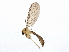  (Macrocera zetterstedti - BIOUG05292-A12)  @13 [ ] CreativeCommons - Attribution (2014) CBG Photography Group Centre for Biodiversity Genomics