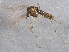  (Radotanypus - BIOUG05292-B02)  @13 [ ] CreativeCommons - Attribution (2014) CBG Photography Group Centre for Biodiversity Genomics