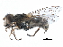  (Anasimyia - BIOUG05374-B07)  @15 [ ] CreativeCommons - Attribution (2016) CBG Photography Group Centre for Biodiversity Genomics