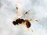  ( - BIOUG05229-G02)  @13 [ ] CreativeCommons - Attribution (2014) CBG Photography Group Centre for Biodiversity Genomics