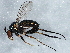  ( - BIOUG05324-B05)  @13 [ ] CreativeCommons - Attribution (2014) CBG Photography Group Centre for Biodiversity Genomics