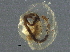  ( - BIOUG03707-E09)  @12 [ ] CreativeCommons - Attribution (2013) CBG Photography Group Centre for Biodiversity Genomics