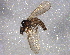  ( - BIOUG06119-E06)  @12 [ ] CreativeCommons - Attribution (2014) CBG Photography Group Centre for Biodiversity Genomics
